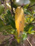 iMarkup_20200520_173515.jpg