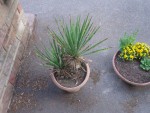 DSC00306.JPG