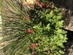 F0808CEA-ABF5-4F4B-9B08-D11F5731DABD.jpeg