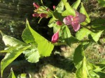 Un jeune cornus dont je ne connais pas le nom