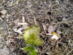 Courgette