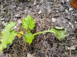 Courgette 1