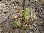 Tomates1