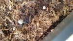 champignon 2.jpg