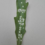 feuille de roquette &quot;polluer&quot;