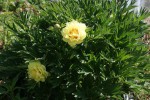DSC03131.jpg