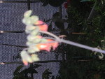 plante a identifier (2).jpg