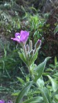 Epilobium hirsutum (3).JPG