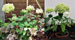 HydrangeaJardinAoutForum.jpg