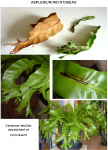 ASPLENIUM.png