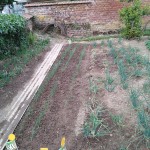 IMG_20200522_112737.jpg (1001.64 Kio) Consulté 2495 fois perte d'échalote (taupe)