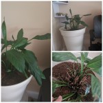Spathiphyllum