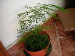 le sapin en question