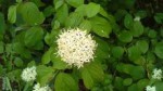 IMG_20200523_152602.jpg