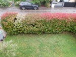photinia.jpg