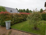 photinia2.jpg