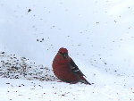 oiseau vite vite.jpg