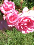 IMG_7495.JPG