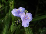 Tradescantia virginiana 2020 2.JPG