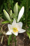 Lys blanc 1.JPG
