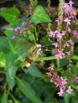 Sphinx gazé Hemaris fuciformis (ACF).jpg