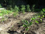 tomates aubergines tsakoniki.jpg