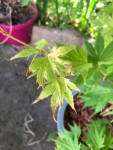 acer - 3.jpeg