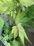 acer - 2.jpeg