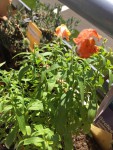 IMG_0296.jpeg