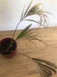 Photo plante