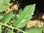Feuille tomate