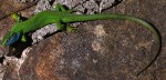 Lézard vert(Lacerta viridis) 2020.JPG