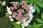 fleur1253z.jpg