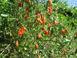 BAIES DE GOJI.jpg