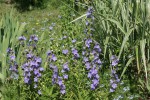DSC03157.jpg