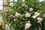 DSC03158.jpg