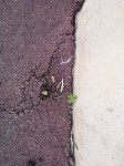 IMG_20200529_131707.jpg