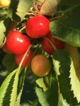 IMG_7580.JPG
