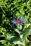 2020-05-29_181956.jpg