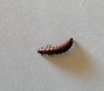 IMG_20200530_122118.jpg