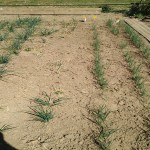 IMG_20200530_154252.jpg (878.93 Kio) Consulté 3790 fois ravage dans les échalotes