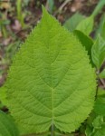 20200530_174450.jpg