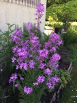 martine fleurs.jpg