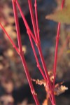 Acer.palmatum.Peve Chameleon.1.jpg