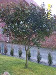 Arbre2.jpg