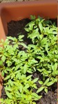 plante_inconnue 2.jpg