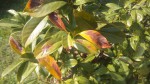 IMG_20200526_170251.jpg