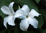 Mandevilla laxa-1261.JPG