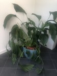 IMG_1594.jpeg