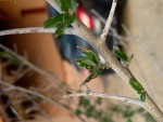 IMG_3987.jpg